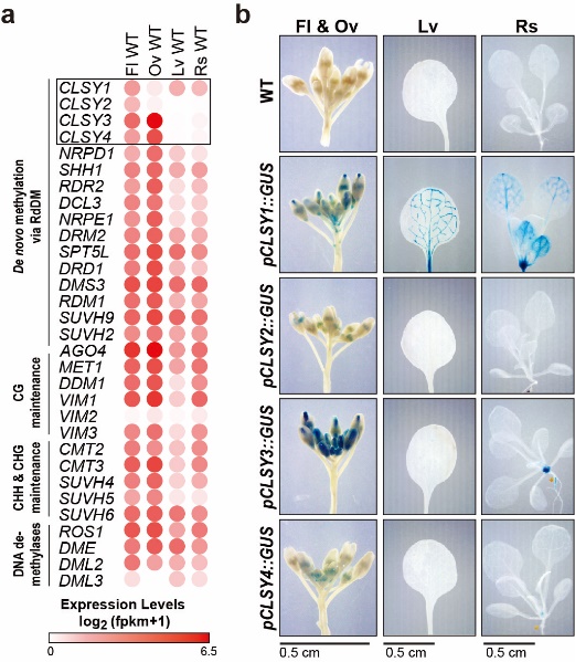 ZJU scientist revealed how #DNA methylation patterns are regulated in different types of tissues using the model plant, #Arabidopsis.

zju.edu.cn/english/2022/0…
#ZJUresearch #DNAmethylation