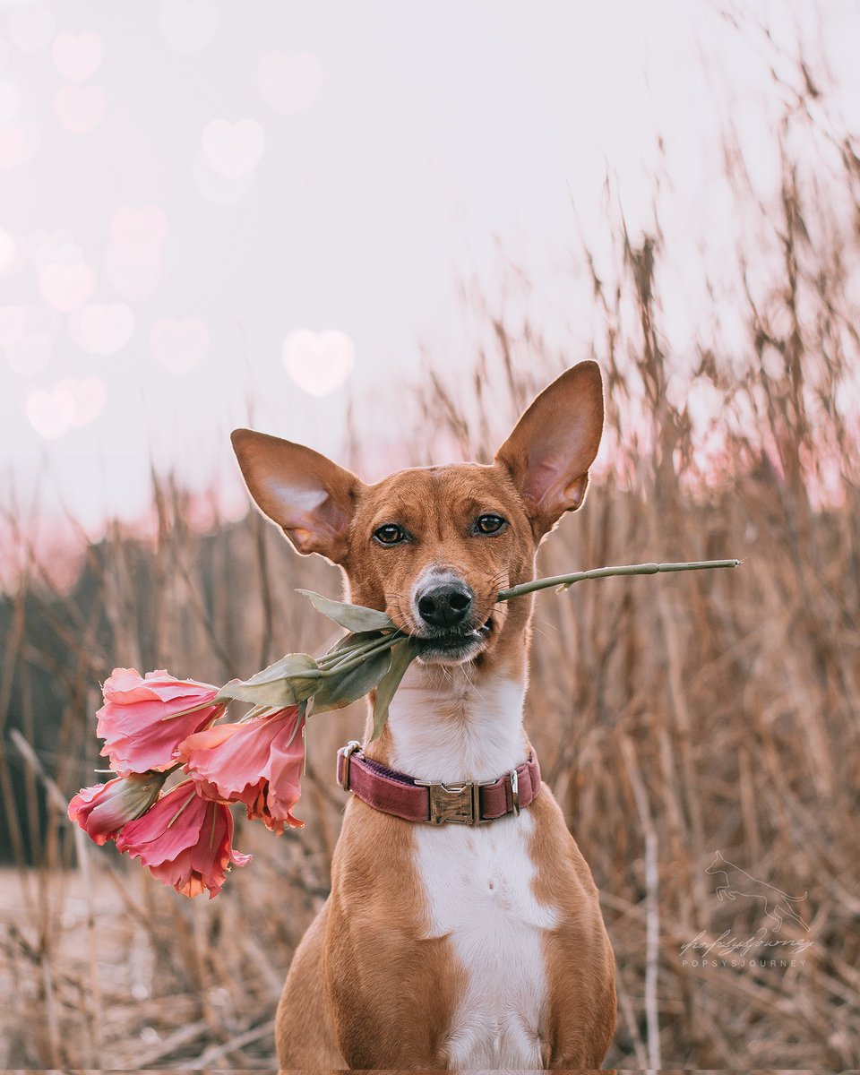 Popsy is proposing to <a href="/Twitter/">Twitter</a> hoping they will say "yes" 🌹
#twitterdogcommunity #twitterdogs