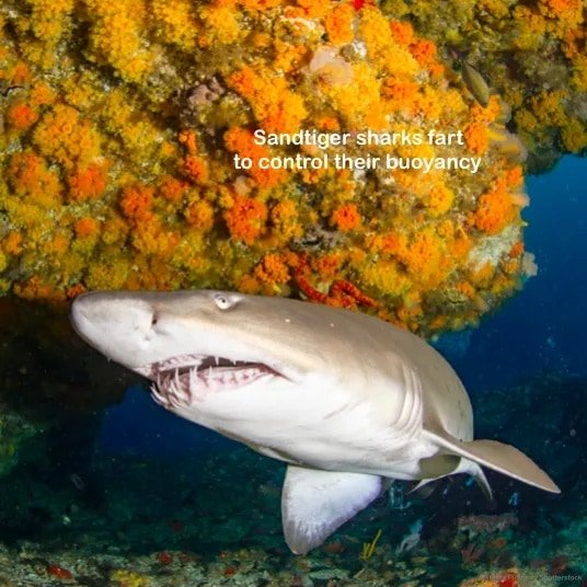 #sharks  #sharksandrays #scicomm #FactFriday