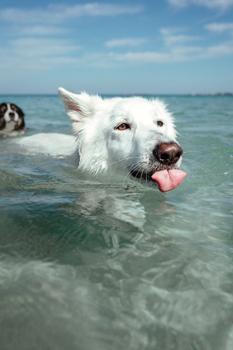 Sooo how does Twitter work? 😂 #twitterdogcommunity #twitterdogs #dogsoftwitter #dogsofinstagram