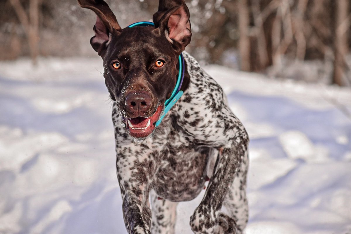 So new to this! No idea what I’m doing 😂😂 but had to join the #twitterdogcommunity  Athena and I ran over to follow <a href="/polka_dot_loki/">Loki The Dalmatian</a>