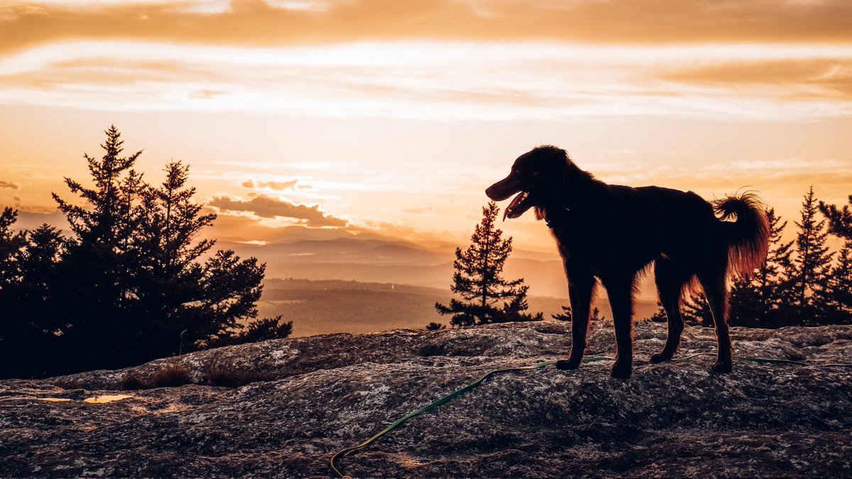 beastsinthenortheast tweet media