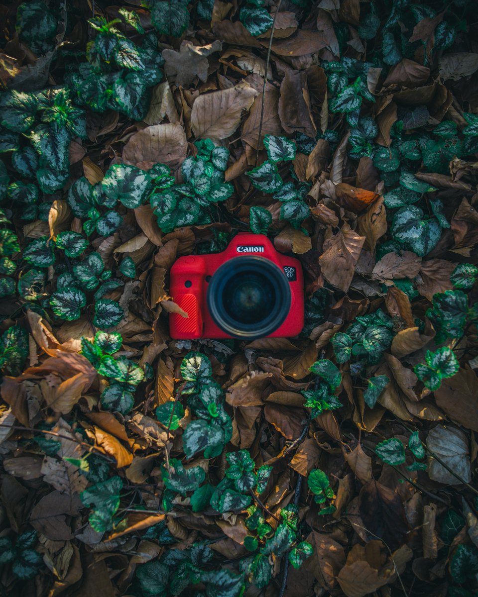 easyCover's tweet image. Our red easyCover in the wild. Get your own easyCover to protect your gear in style. 
➡️ easycover.eu/content/where-………

Follow us to see our easyCovers in action 
➡️ instagram.com/easycover_phot………

#easyCover #Canon #Nikon #Photography #Cameragear #Sony