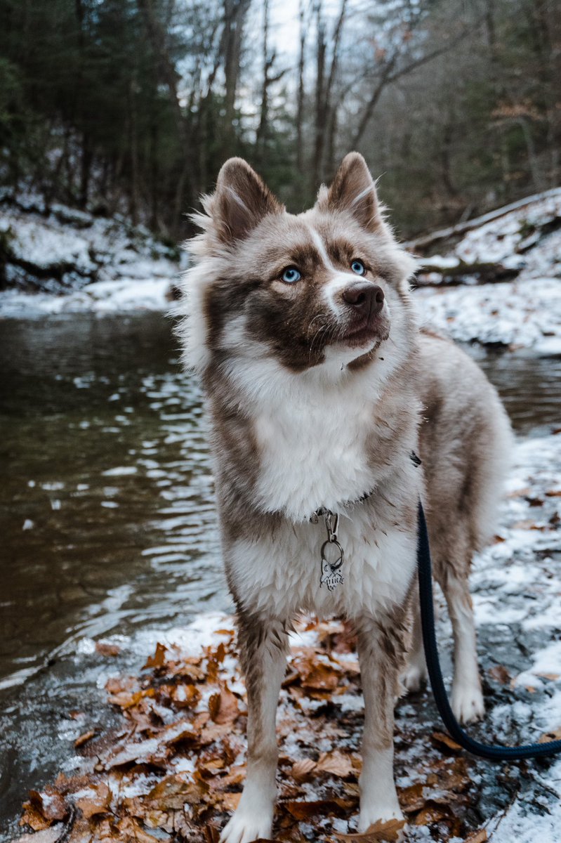 Resharing all of my favorite photos on here, so nice to not have to struggle with the IG crop! #DogsofTwittter #dogcommunity #twitterdogs #husky #twitterdogcommunity