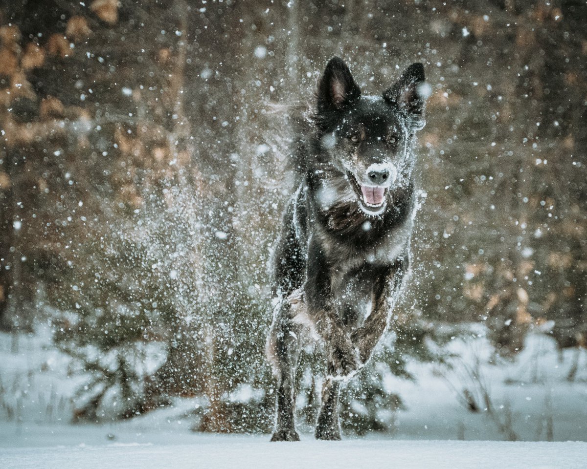 beastsinthenortheast tweet media