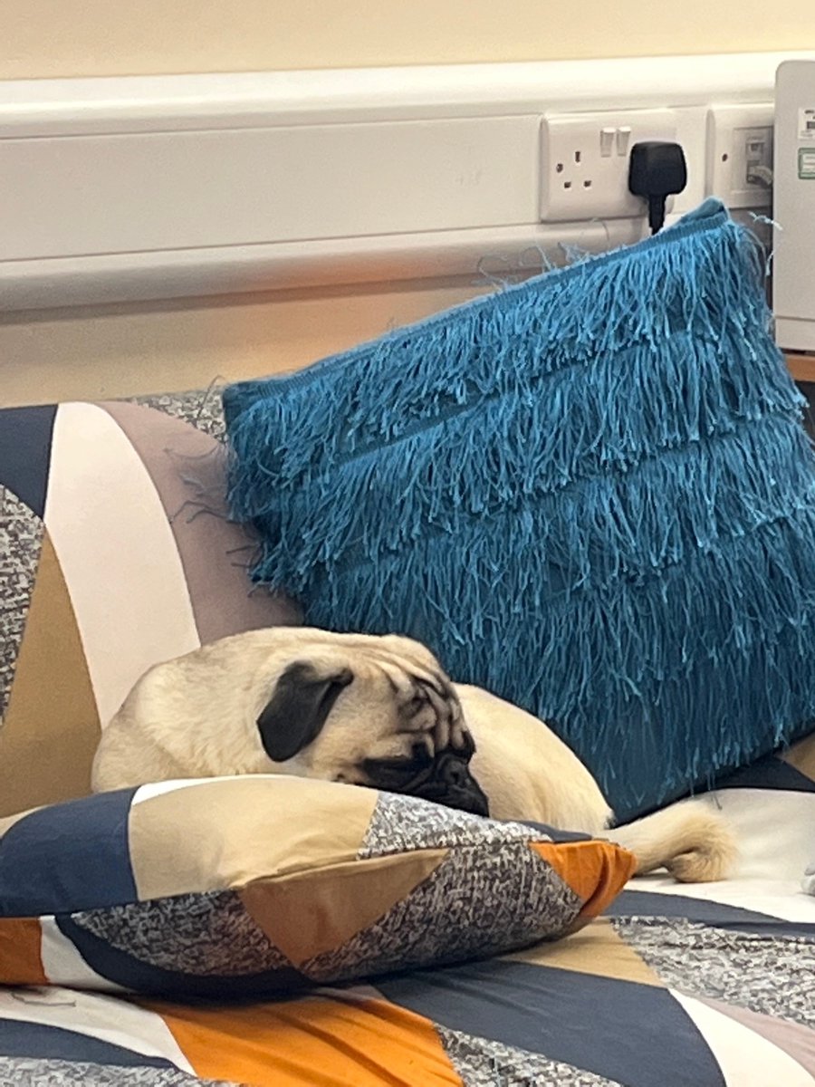 AmberValleyLLP's tweet photo. ๐คช๐๐คฉ๐ฅณ๐ฅฐ๐คฃ๐ฅฐ๐คฉ๐๐คฃ๐๐
Looks like Sid has that Friday feeling!!!!
๐คฉ๐ฅณ๐ฅฐ๐๐คฃ๐ฅฐ๐คฉ๐๐คฃ๐๐๐คช
#friday #fridayvibes #fridaymood #ambervalleyllp #pug #puglife #tired #sunsout #sunshine #madeinbritain #getsomeworkdone #lazypup https://t.co/eCBNaJSliX