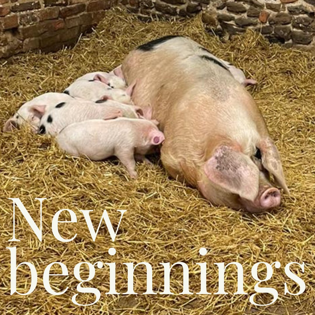 Spring..a time of rebirth, renewal &amp; awakening. Time to bring new ideas to life. 
Talk to us about how we can make your  #ruraldiversification vision a reality. 
#ruralvision #farming #landowners #farmshop  #farmshop #ruralretail  #ruralbusiness #diversification  #foodprovenance