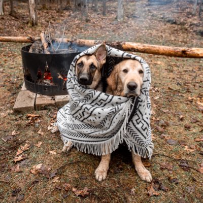#NewProfilePic now all we need is popcorn to enjoy the show 🍿#twitterdogcommunity #dogsoftwitter