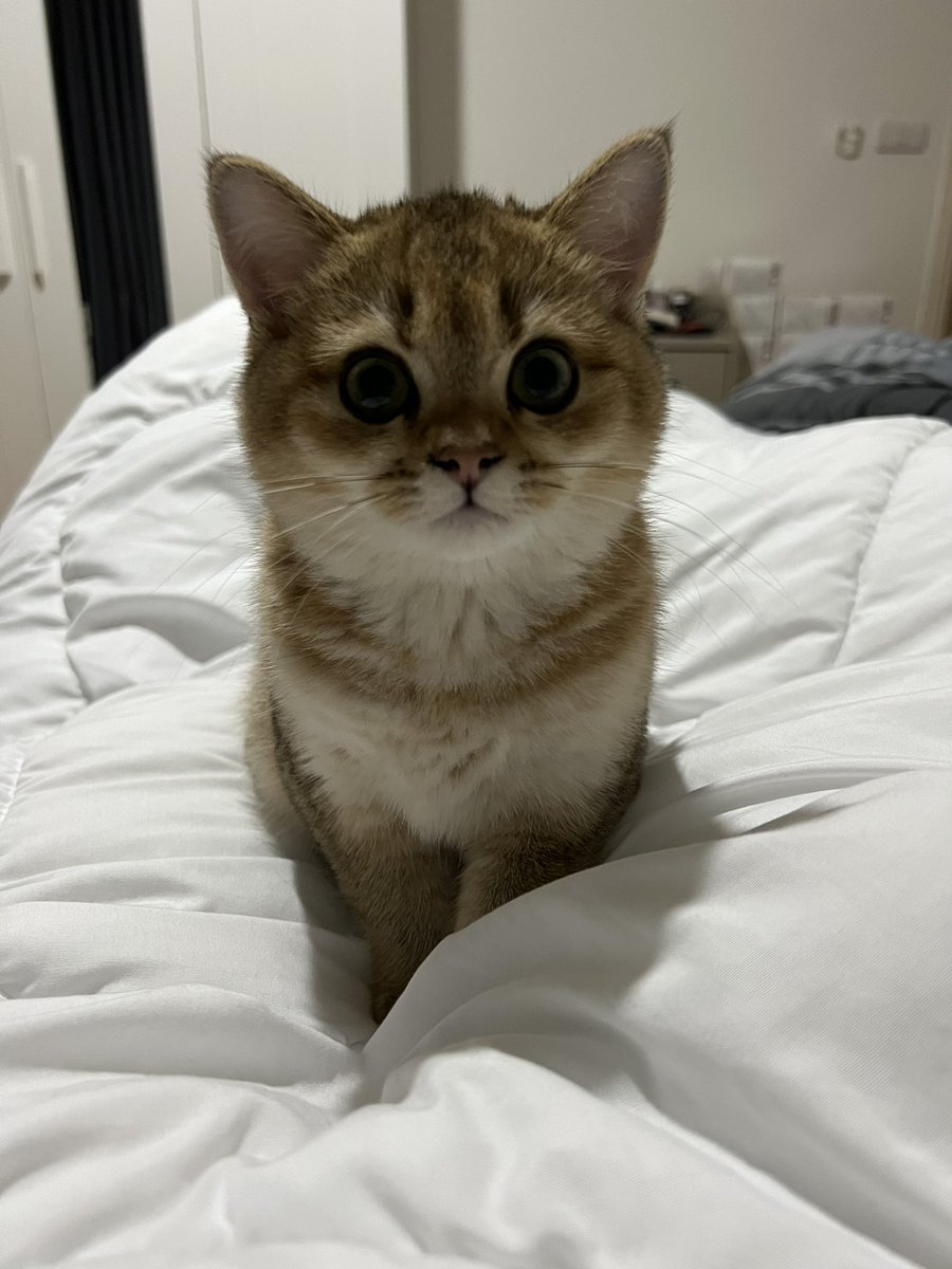 hbker07's tweet image. มึง ตลกมาก55555555555555555555555 ตอนแรกมันอยู่ไกลๆ แบบนอนคนเดียว ไม่ต้องมาจับ แล้วตั้งแต่เกิดมาฮีไม่เคยเห็นกุมาสก์หน้าเลย พอดึงแผ่นมาสก์ออกมาแปะที่หน้า นางตกใจ นางแบบ งงว่ากุทำไร แล้วทำไมหน้ากุเปลี่ยนไป นางกระโดดมาจ้องหน้าตาโต555555555555555555555555555555555555