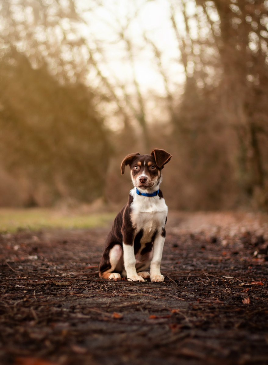 CARISMA + THE PUPS tweet media