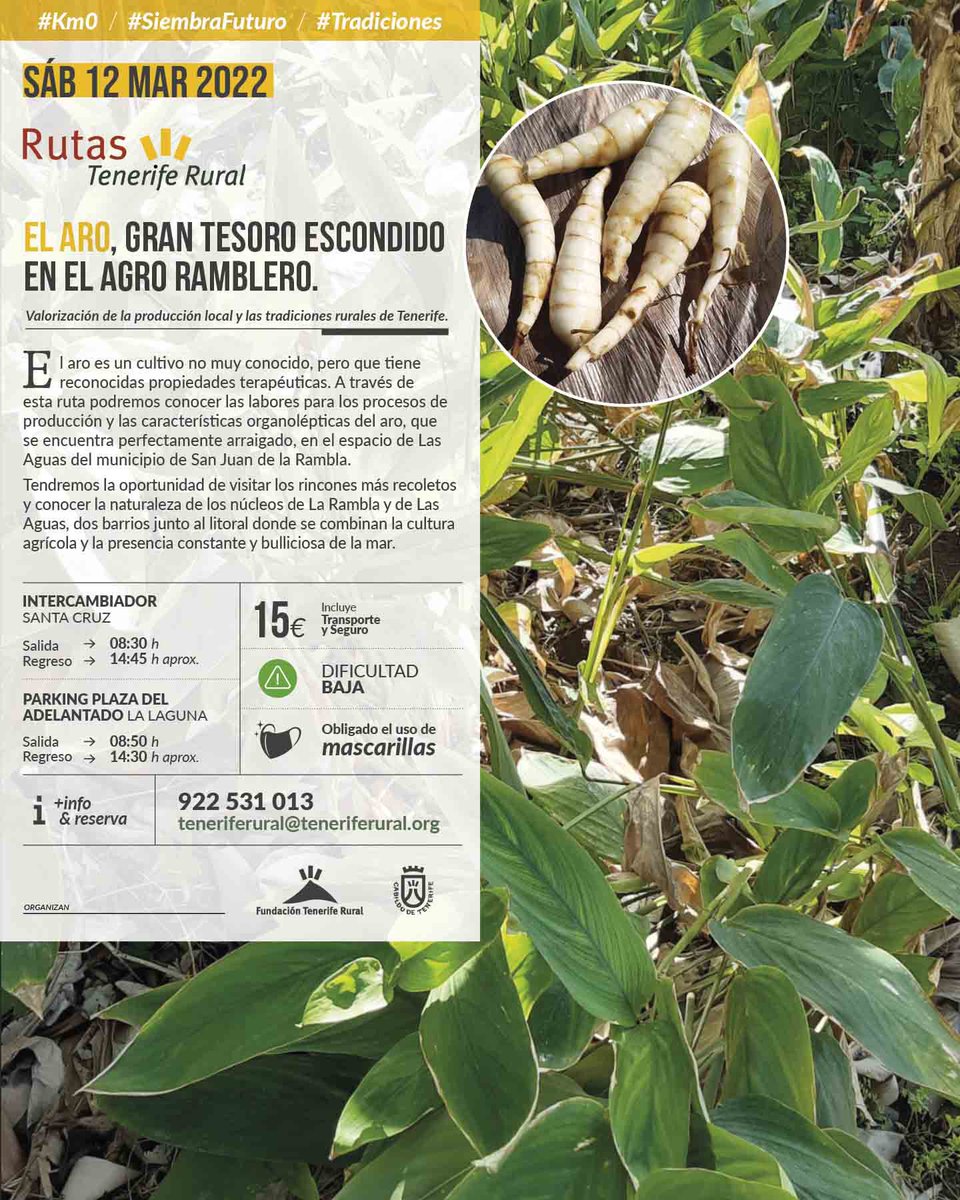 ¿Sabias que el aro es un #cultivo? Mucha gente no lo sabe…¡qué mejor forma de conocerlo que acompañándonos a nuestra #ruta? 🥾🥾

Abrimos ya el plazo de inscripción 📙✏️

#teneriferural #cultivostradicionales #km0 #siembrafuturo #agrocabildo #cabildodetenerife #tenerife
