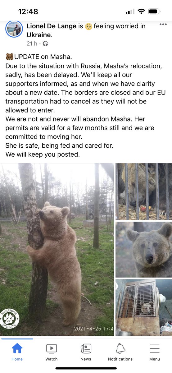 Update on the rescued circus bear Masha in Ukraine 🐻