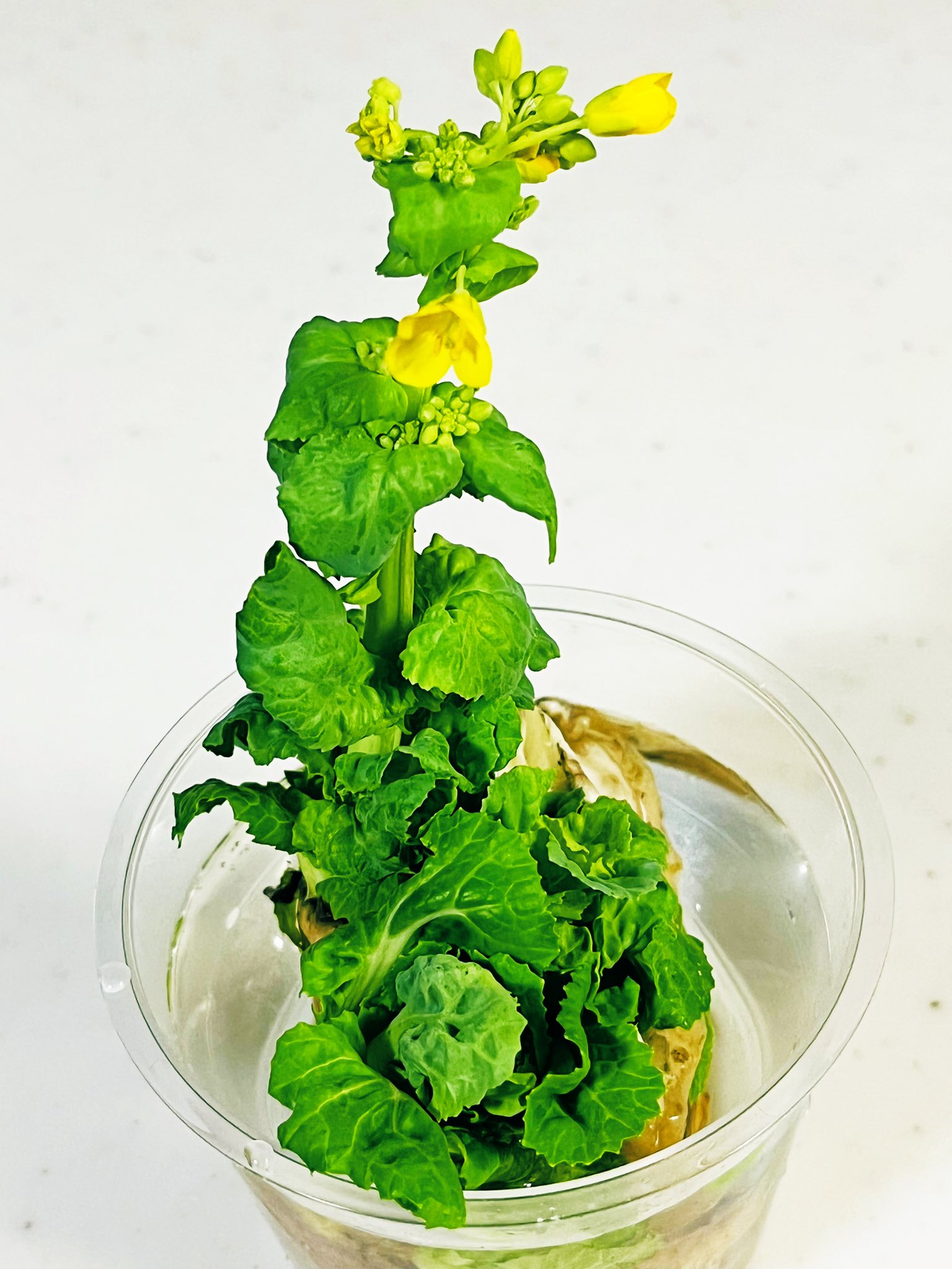 エバエバ マンマ 白菜の芯から葉っぱが出てきて 水につけてたら黄色のかわいい花が咲きました 平和です 白菜 T Co U2n0wcsi Twitter エバエバ マンマ 白菜の芯から葉っぱが出てきて 水につけてたら黄色のかわいい花が咲きました 平和です 白菜 T Co U2n0wcsi Twitter