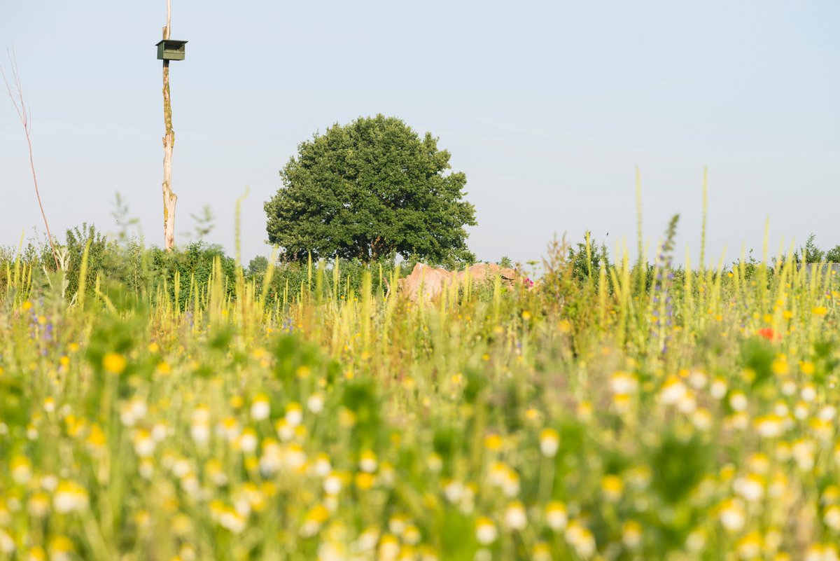 Vivara Pro werkt nauw samen met natuurbeschermingsorganisaties.
Op verschillende wijze leveren we zo een bijdrage om het leefmilieu van flora en fauna te verbeteren en de biodiversiteit te verhogen. Benieuwd naar wat wij voor u kunnen betekenen? vivarapro.nl