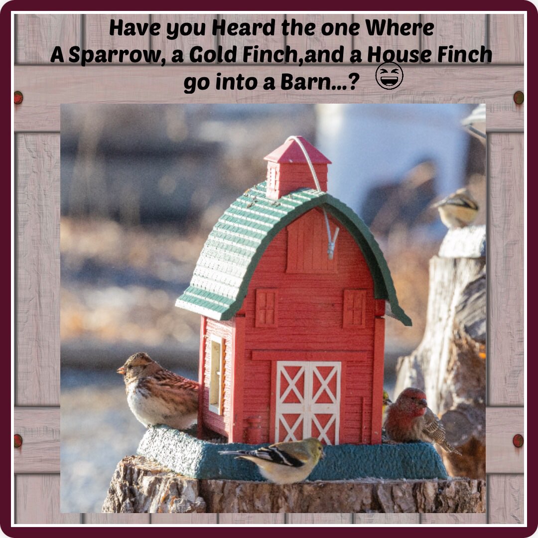 Happy Friday!  #BingsWhimsicalWings