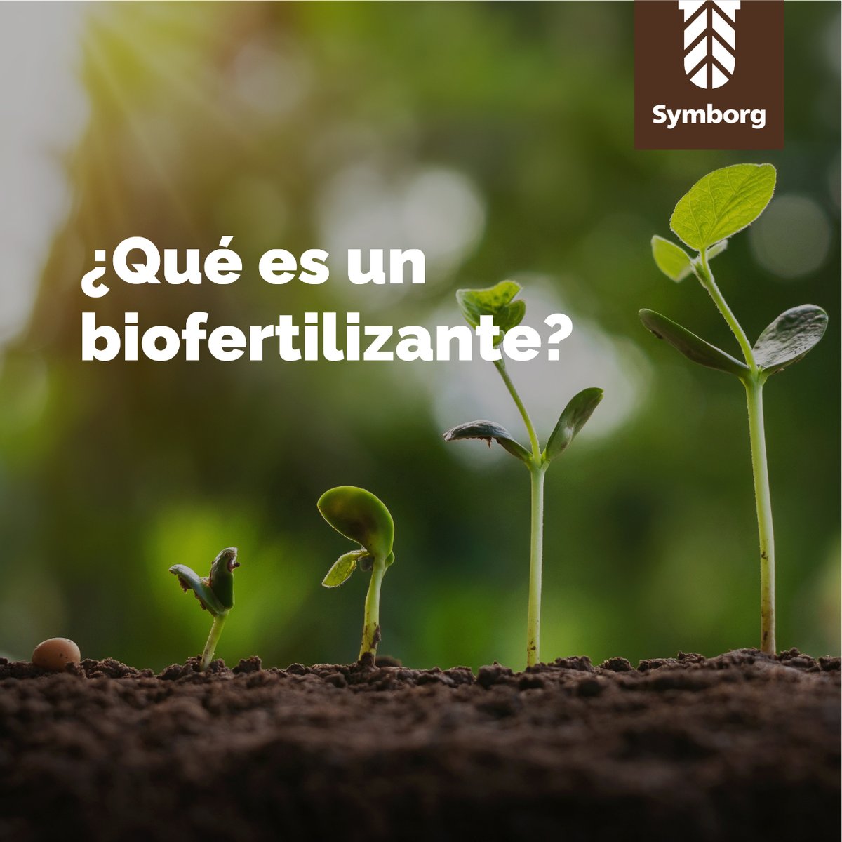 SymborgLATAM's tweet photo. Los biofertilizantes son productos naturales que crean una simbiosis con los suelos o cultivos, entregando nutrientes y otros beneficios.

Te invitamos a leer más sobre biofertilizantes aquí: https://t.co/hM2Tp7edYu

#symborg #biofertilizantes #biotecnologia #wearebiobelevers https://t.co/1CjVCCm7kB