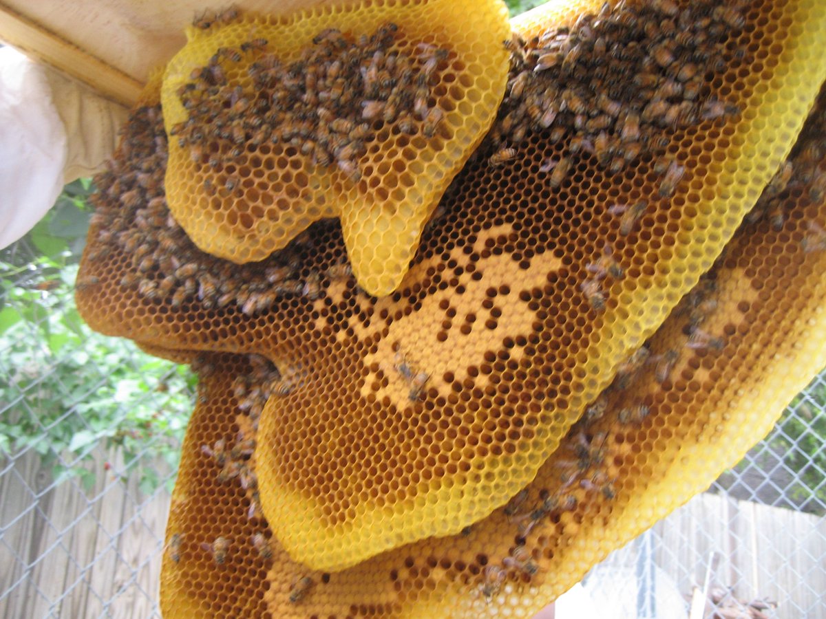 JosJan19's tweet photo. Mother nature is amazing and when I see those pictures, I #beelieve , 🐝are on there own "level". So much perfection , so much beauty and on top  they are so important to the ecosystem! @hiveinvestments #hiveinvestments #hive #UoT 🐝🐝🐝 https://t.co/UOfBhO2TZH