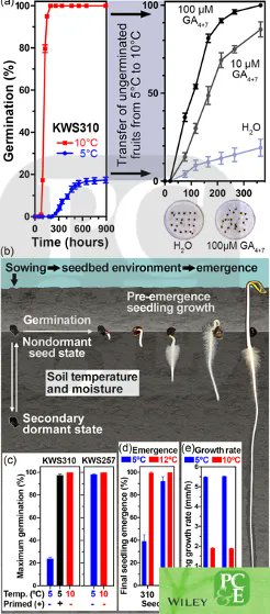 PlantCellEnvir's tweet photo. We're back! Thanks for your patience as we navigated COVID! @JamesHourston &amp; co share insights into the molecular and biophysical mechanisms of chilling-induced secondary dormancy in apparently nondormant sugar beet crop seeds

Read more: https://t.co/imOYpexAO9 https://t.co/KDcRiH3538