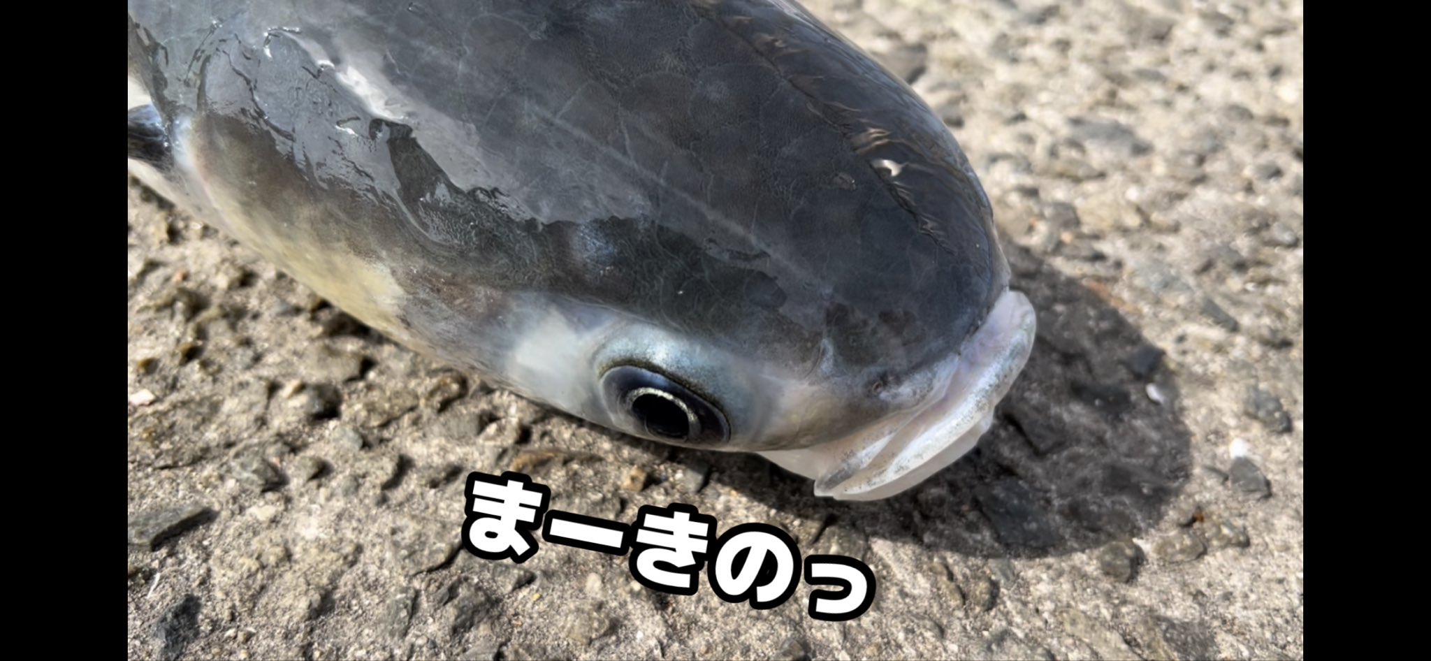 引っ掛け釣り Twitter Search Twitter