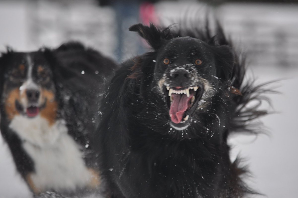 Maui’s reaction to everything happening with Instagram 😂 anyone else’s dogs have a similar reaction?😉#DogsofTwittter