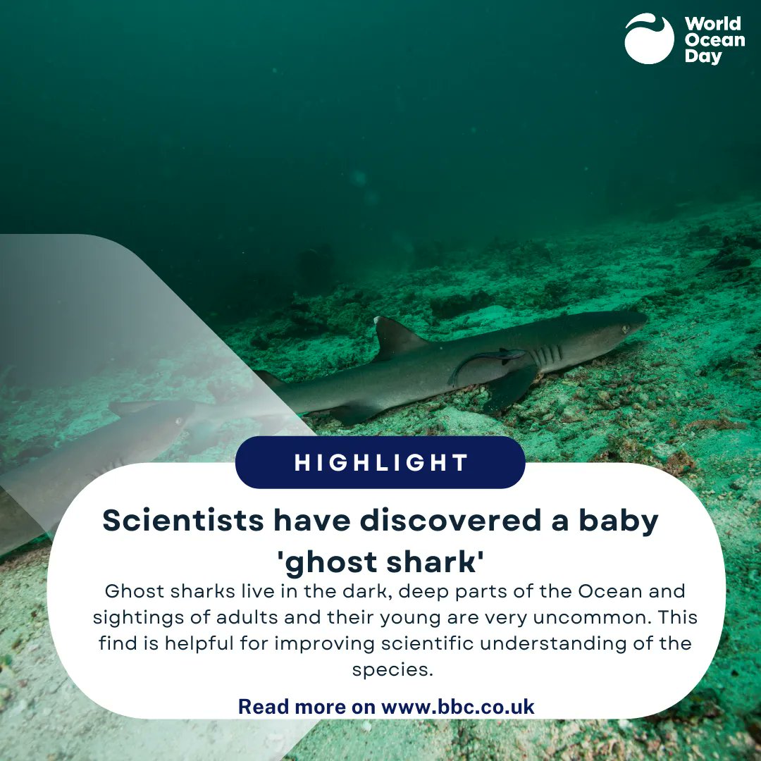 WorldOceansDay's tweet image. We collected the best #HappyHeadlines so you don't have to.