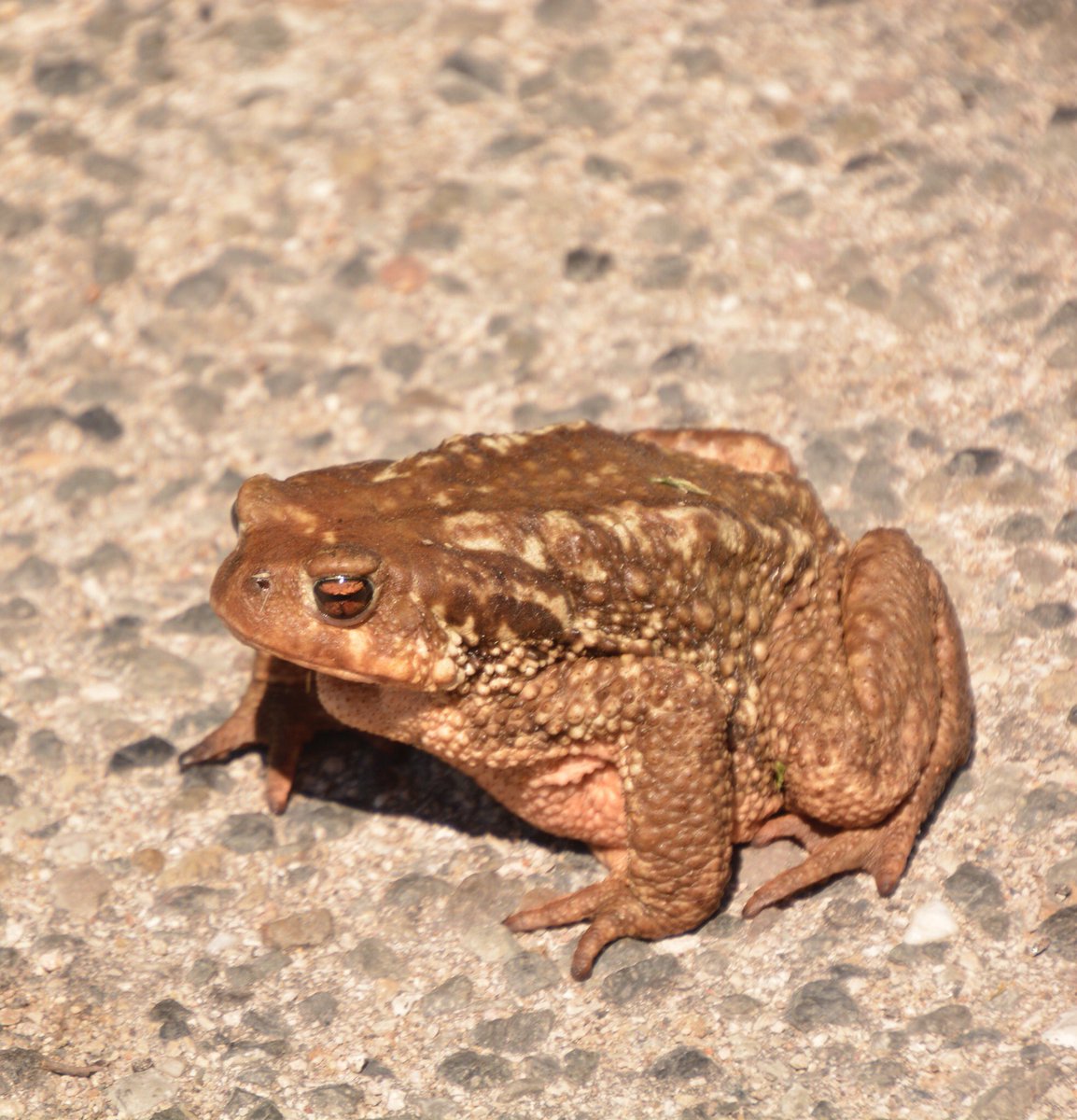Deze enorm grote #koper gekleurde pad is vandaag mijn #kleurindenatuur. <a href="/ChrRoland/">🍄Christina Roland 🇺🇦</a>