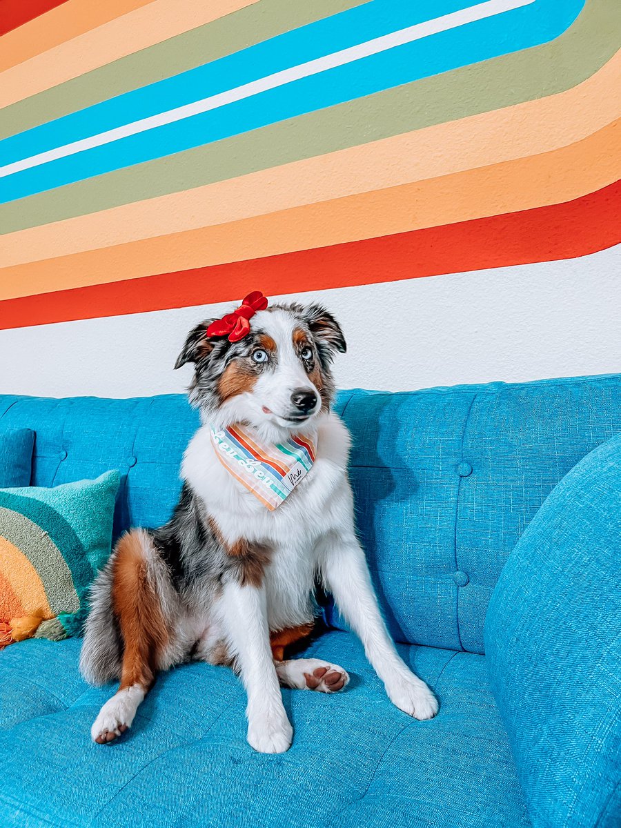 Instagrams face rn seeing everyone leave for #dogtwitter #australianshepherd #twitterdogcommunity #dogsoftwitter