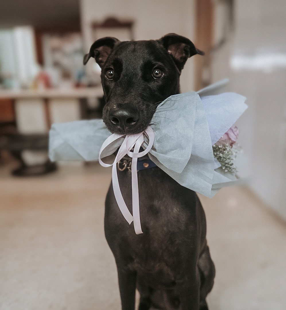 Flowers for you?

 #dogsoftwitter #twitterdogcommunity