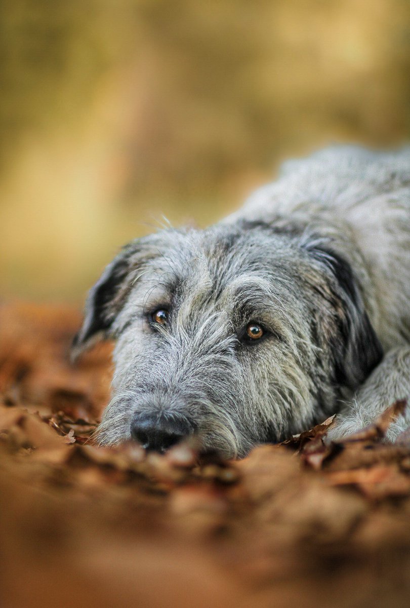 Snoozing in the leaves 🍂

#twitterdogcommunity #dogsoftwitter #dogphotography #irishwolfhound #dog