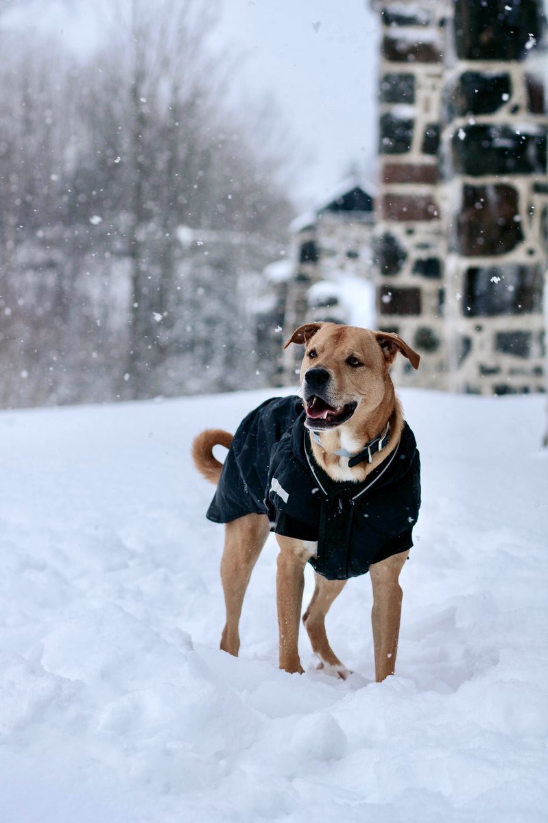 The smile I make this morning when I discover my new followers ! 

#twitterdogcommunity #dogsoftwitter #smile #moring