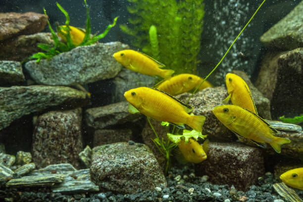 LiveFishDirect's tweet photo. #FridayFacts While lifespans of #AfricanCichlids vary between species, the average life expectancy is between eight and 10 years. So, if you’re building a collection now, you can expect to enjoy your fish for many years to come! https://t.co/4e5RFQwlxf