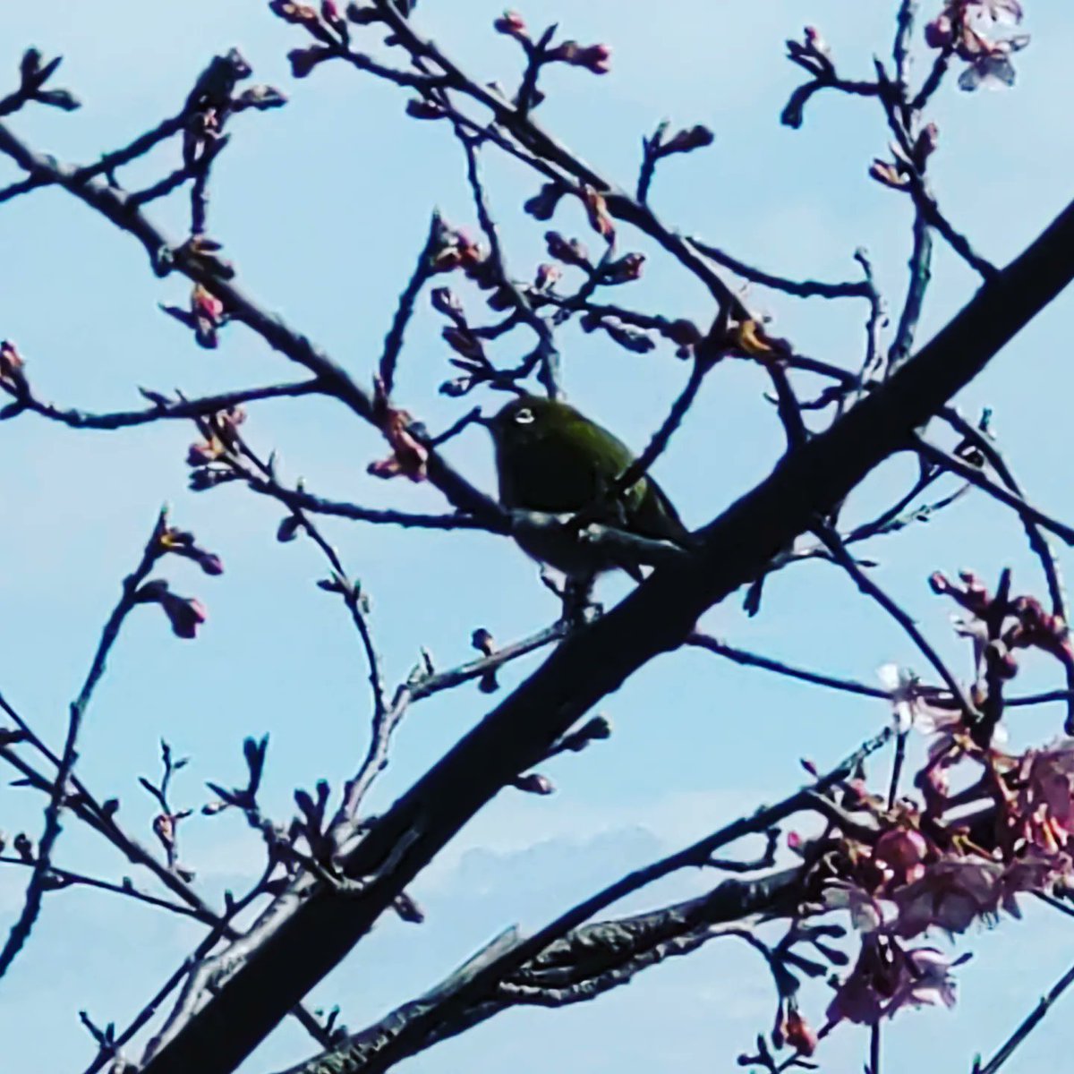 こんばんは　地元大網白里市　宮谷八幡神社裏参道では河津桜が咲き始めてきました。
枝をよく見ると　野生のメジロまで　春はもうすぐそこですね
#千葉県#大網白里市#宮谷八幡神社#河津桜#裏参道#メジロ#野鳥#コロナに負けるな