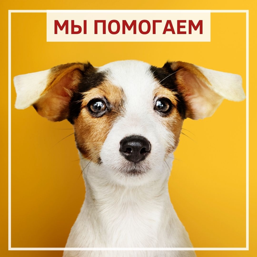 KMP_Group_'s tweet image. Мы продолжаем участвовать в благотворительных акциях и помогать нуждающимся🌺
 
Сегодня наша компания получила благодарственное письмо от Фонда помощи животным «Ищу человека» за финансовое пожертвование.

С любовью и заботой, KMP group