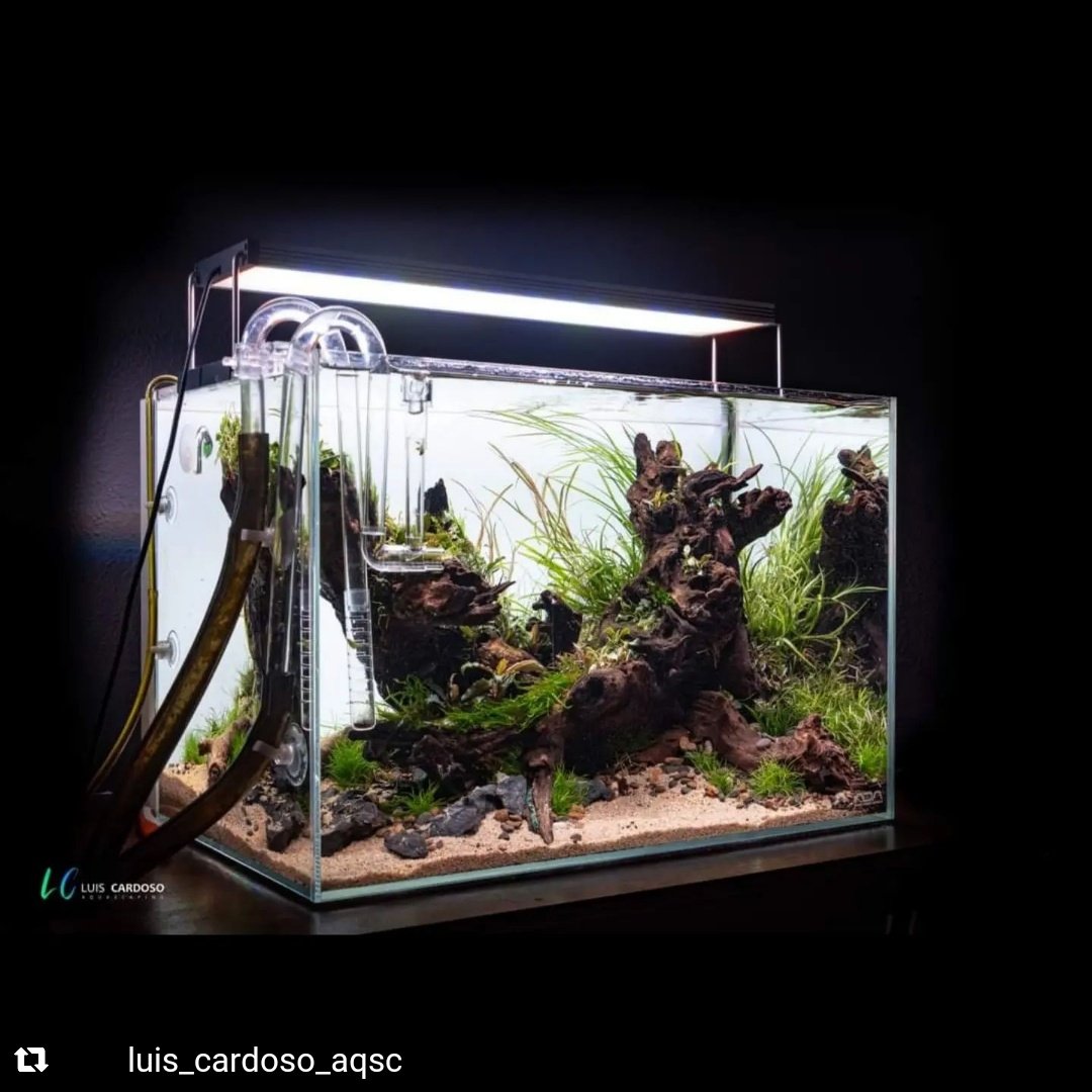 Aquaflora Aquarium tweet media