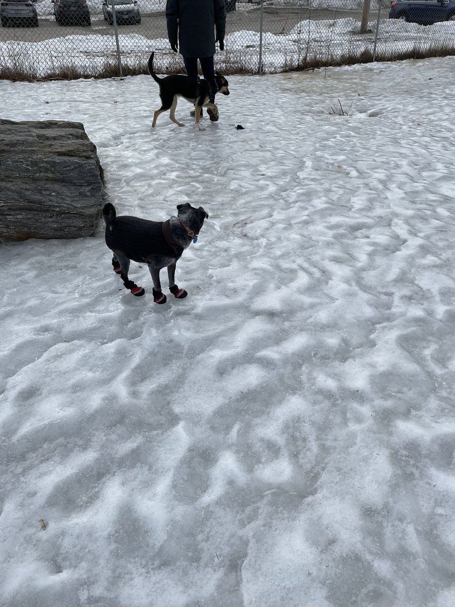 jayerich93's tweet photo. Idk who has enjoyed this break more. Me or the pups? https://t.co/Zz9ddSnpXB