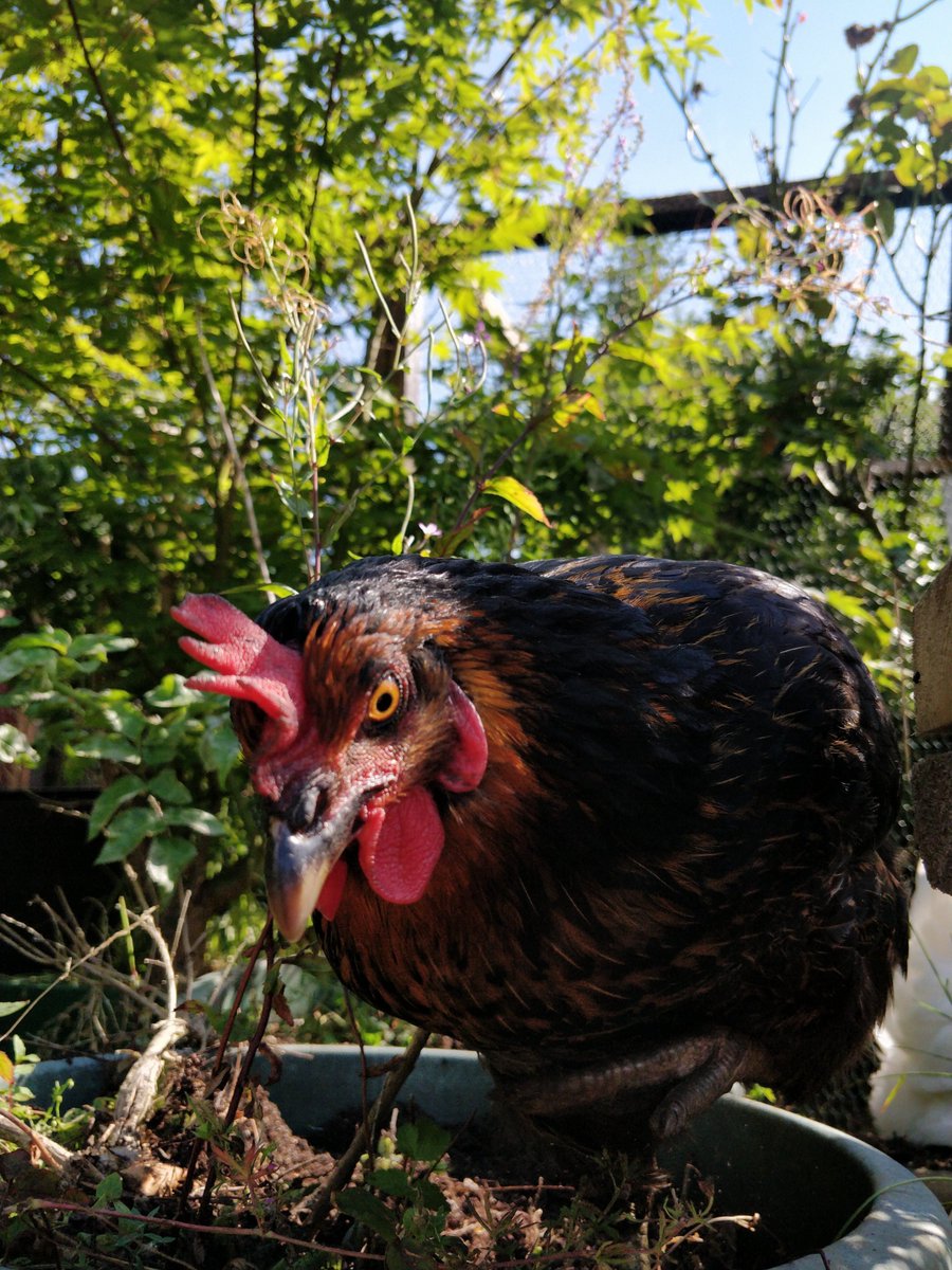 Kinda weird timing, but I did a mix for <a href="/OrganicAnalogue/">O/A Records</a> sharing some airtime with the magical Vangelis K. Streams GMT at 5pm/8pm Georgia time, on <a href="/MutantRadioTBS/">Mutant Radio</a>. Ft Chockì c/o <a href="/Teasnips/">Bene 🤌🏼</a> x 
P.s Fuck Putin.