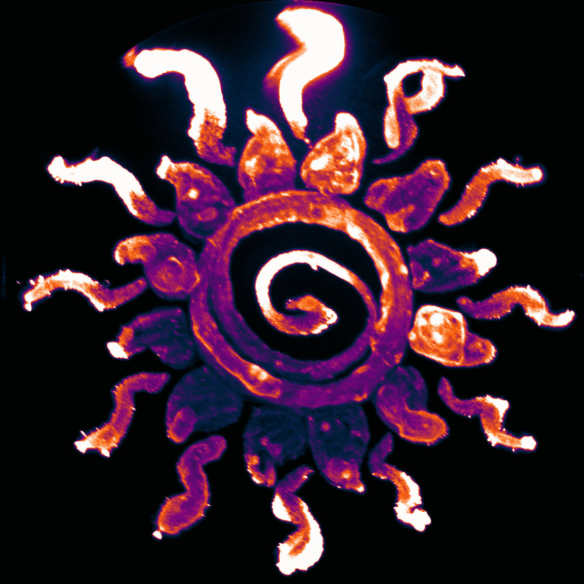 erin_rod_phd's tweet photo. 🌦️On days like these, I miss the sun!🌦️
🌞The sun was painted by former undergraduate @Just_Hachey with E. coli expressing the fluorescent protein, smURFP. 🧫🦠🧬
Let #FluorescenceFriday bring more light into your life!🌞
#FluorescenceFriday #FluorescentProtein #AgarArt #SciArt https://t.co/8N6VqSl88J