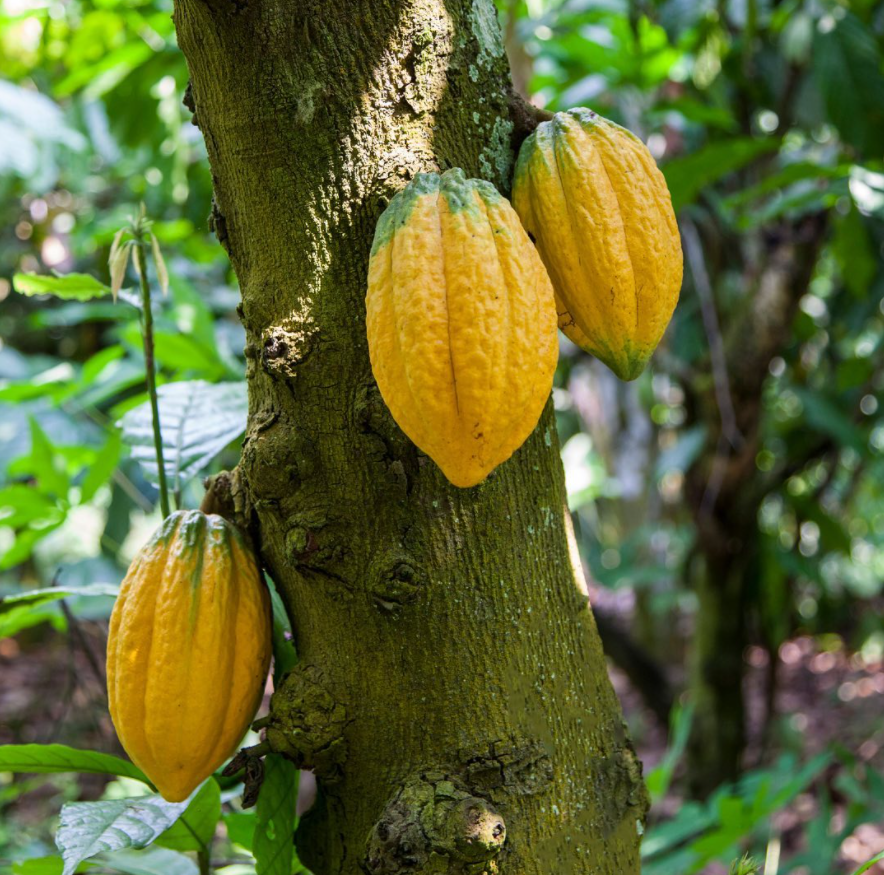 beforechoc's tweet photo. Who knew all the RICH, woody, and smooth textures of our CACAO products came from these bright pods!

#beforechocolate #cacaobean #cacaotree #rawchocolate #rawcacao #cacaofruit #soilassociation #organicuk #organicsuperfoods https://t.co/XSUBhds0MR