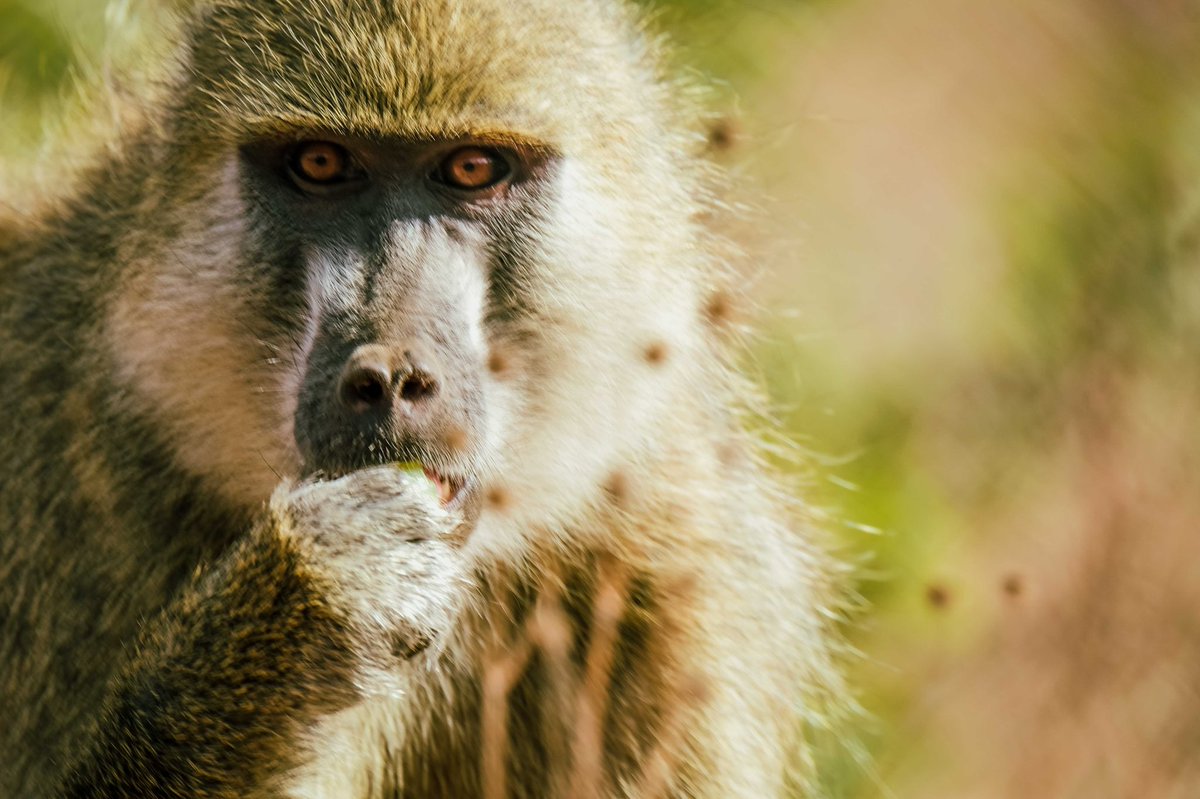 Baboon Bridget enjoying the lush green long grass in our facilities in Kafue National Park during this rainy season 🌿 All the primate rescues and the ZPP team wishes you a wonderful weekend! Stay safe, stay kind 💚