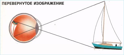 Дефекты зрения физика. Перевернутое изображение на сетчатке глаза. Перевернутое изображение в глазу. Оптическая схема глаза человека. Какое изображение возникает на сетчатке глаза.