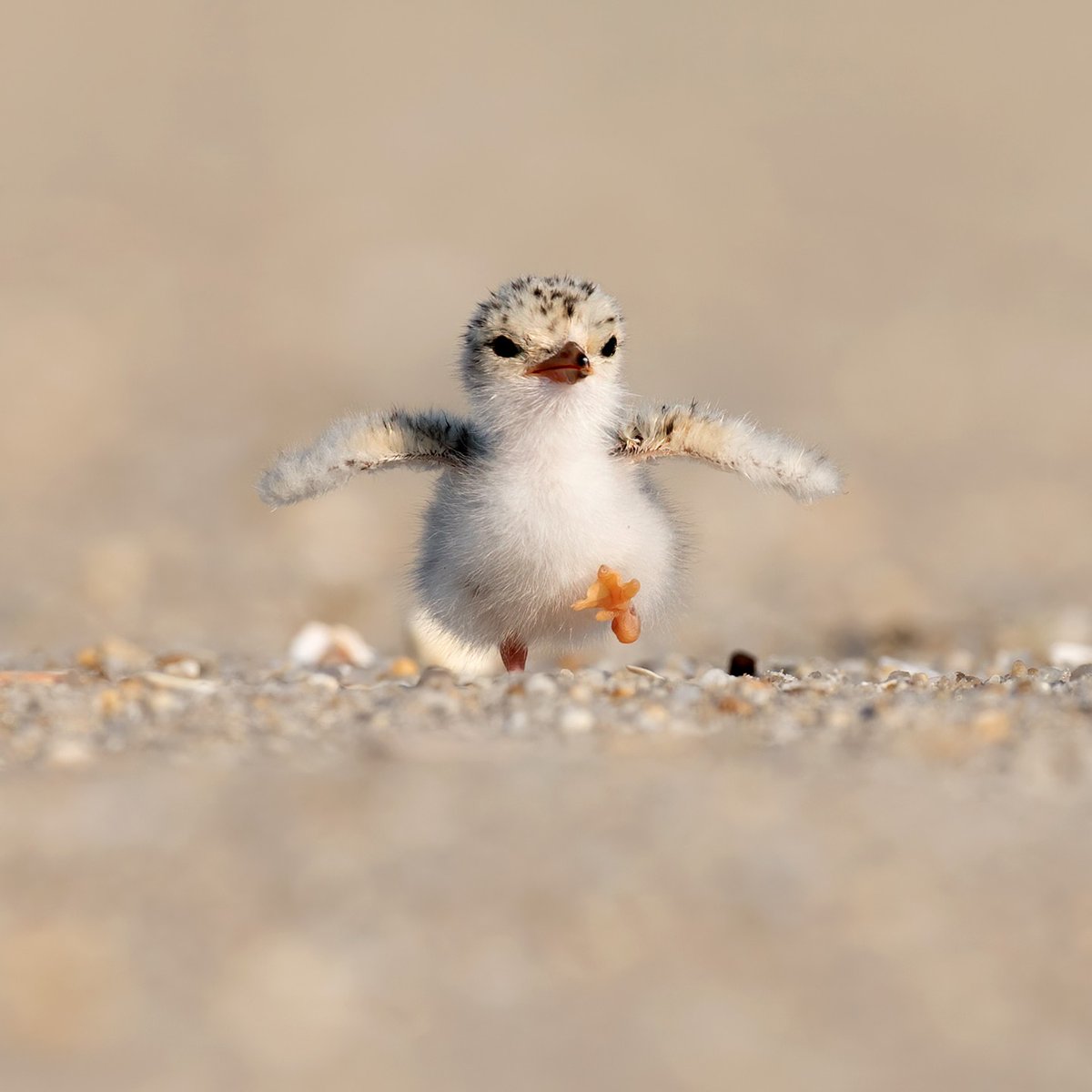Yorkshire Wildlife Trust - follow us on Bluesky ๐ฆ (@yorkswildlife) on Twitter photo May you walk into this week with the confidence of this little one โจโค
๐ท <a href="/BBCEarth/">BBC Earth</a> May you walk into this week with the confidence of this little one โจโค
๐ท <a href="/BBCEarth/">BBC Earth</a>