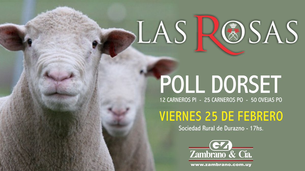 Zambrano & Cía. (@zambranoycia) on Twitter photo HOY #rematesdeldia
en <a href="/expodurazno/">Expodurazno</a> la gran oferta Merilín, Merino y Poll Dorset
18:00 Hs en vivo por TV canal 1195 de Directv @campotv_tv
y web zambrano.com.uy
consultas 091302809 HOY #rematesdeldia
en <a href="/expodurazno/">Expodurazno</a> la gran oferta Merilín, Merino y Poll Dorset
18:00 Hs en vivo por TV canal 1195 de Directv @campotv_tv
y web zambrano.com.uy
consultas 091302809
