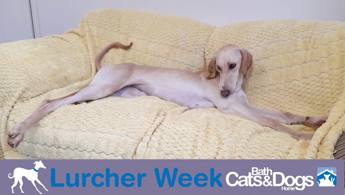 Favourite traits: The Sofa Love
Most of our lurchers love a cuddle on the sofa, but they also like to stretch out and have their own space. Many lurcher owners have two sofas, or the people get relegated to the floor!
Pictured is Andromeda, who is looking for a home 💙