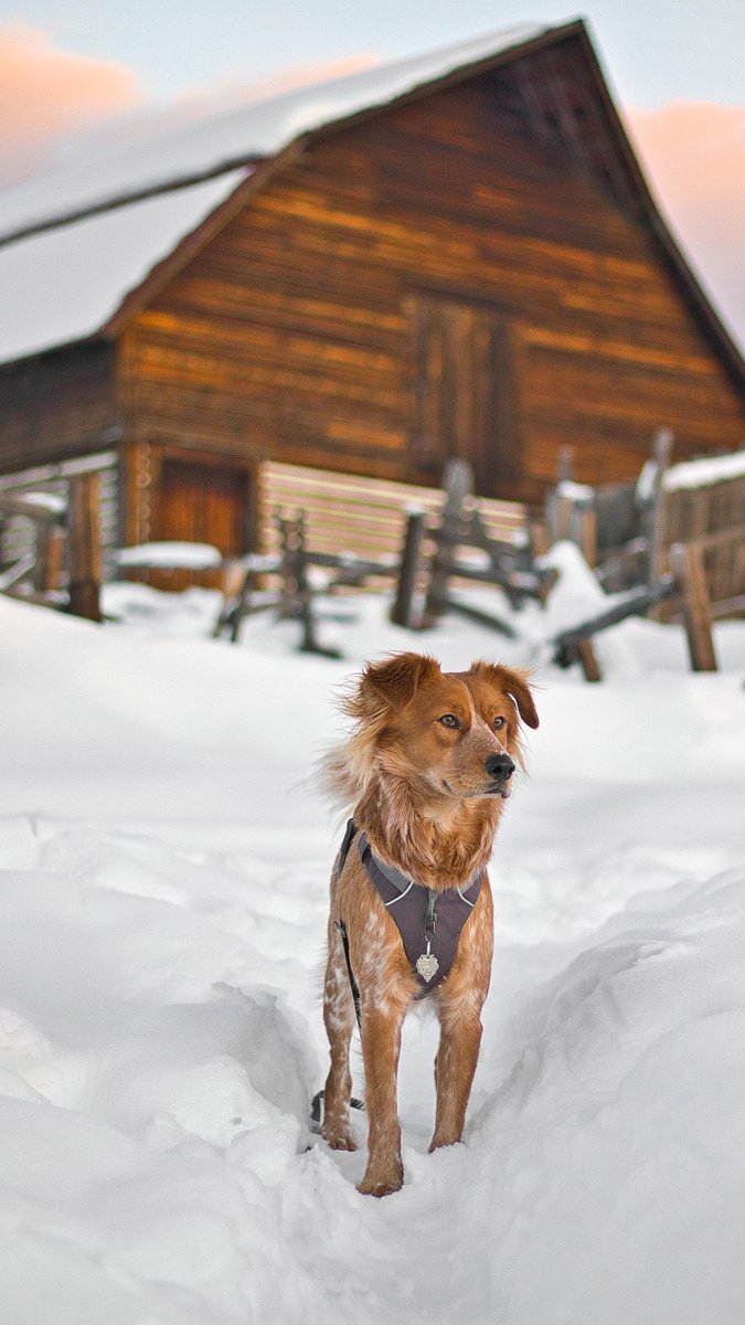 Okay it didn’t take much but you’ve all got me convinced. #DogTwitter #twitterdogcommunity #dogsoftwitter