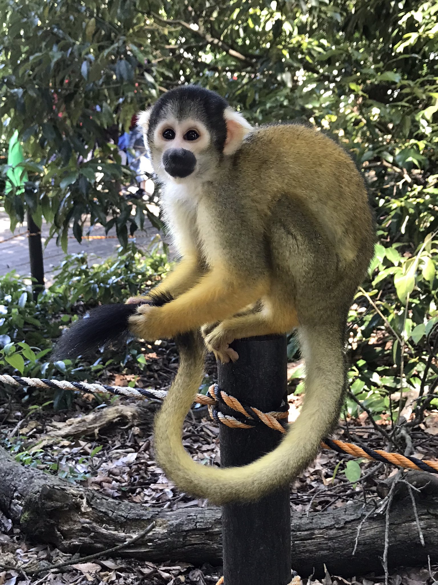 あーちー しっぽのお手入れ中 猿joy写真展 T Co S2ppkrtjw3 Twitter