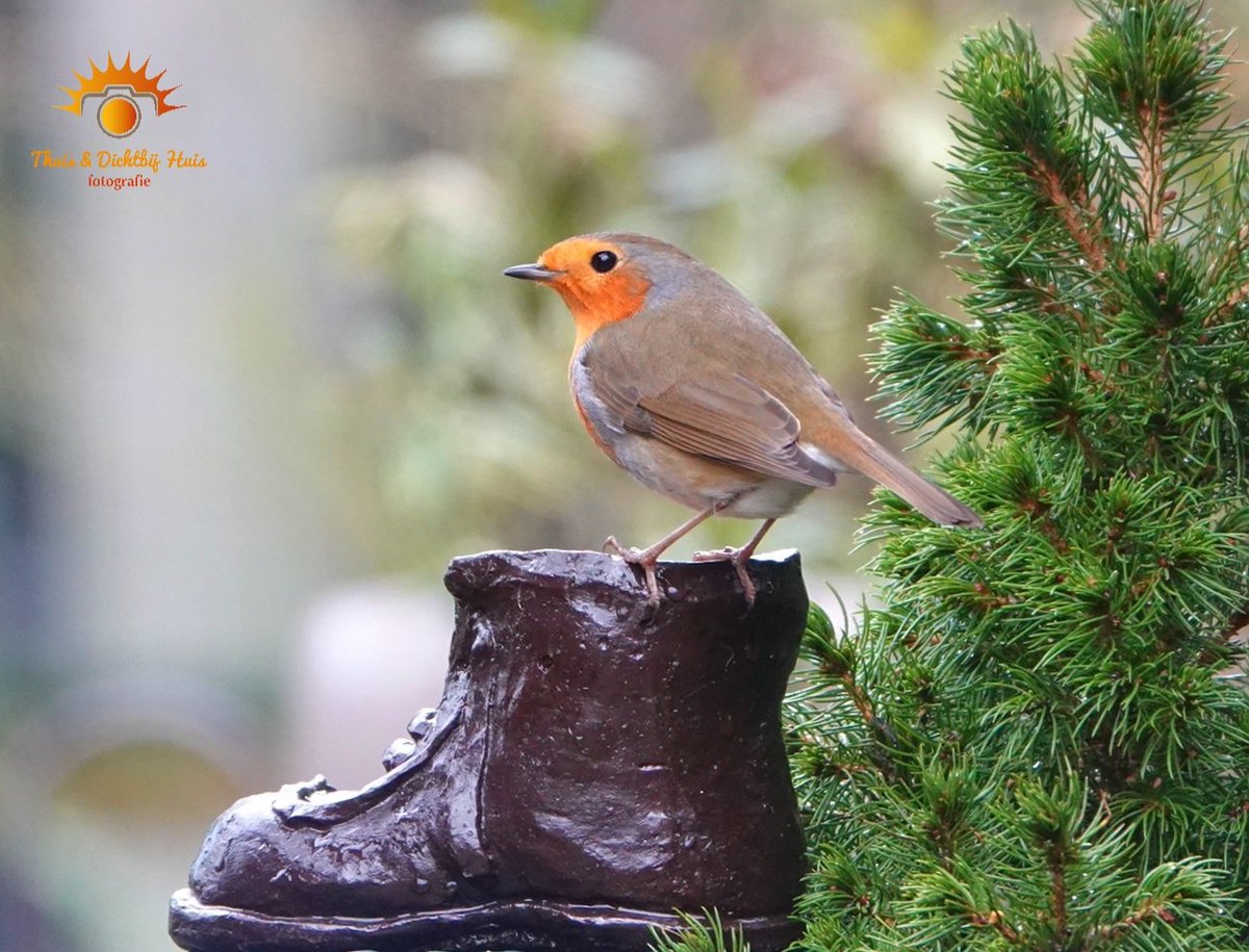 Een maatje te groot. Dan maar als voerbakje gebruiken. 
<a href="/vogelnieuws/">Vogelbescherming NL</a> #roodborst #kringloop #rtvnoord #Roodeschool #vogelparadijs