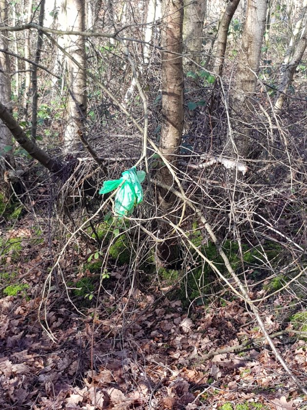 LitterFreeTeam's tweet photo. A stunning #NaureWalk this morning around
#WaltonCollieryNaturePark was spoilt by the mindless #DogOwners who throw #poobags into #nature. For goodness sake, WHY? We picked up 7 hanging like this.
@TPT_National @KeepBritainTidy @dogownersuk https://t.co/hDHGFmpkpo