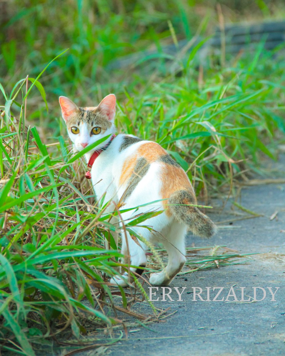 Udah lama dak foto-foto, kamera pun dah error, jarang dipanasin, lensa jamuran.

Model kucing: Cantik (ibu muda beranak 2)

Canon 7D Mark I
1/50s
f5.6
Iso 1250
Adobe lightroom+canva