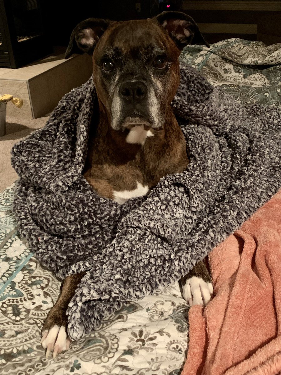 Happy Friday peeps! Enjoy your weekend!! Stay warm!! #BoxerDog