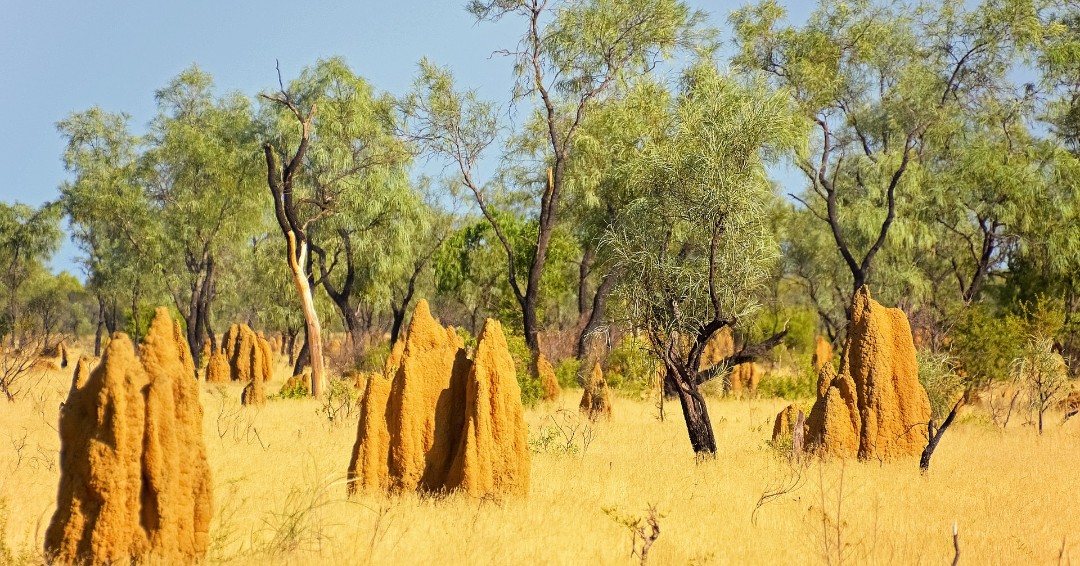 ProStaffPest's tweet image. Termite swarming season is upon us, and you may already be seeing signs of these destructive pests in your home. Here’s how we can help: ow.ly/PfPx50HPo9h